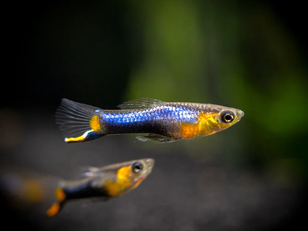 Blue Star Guppy