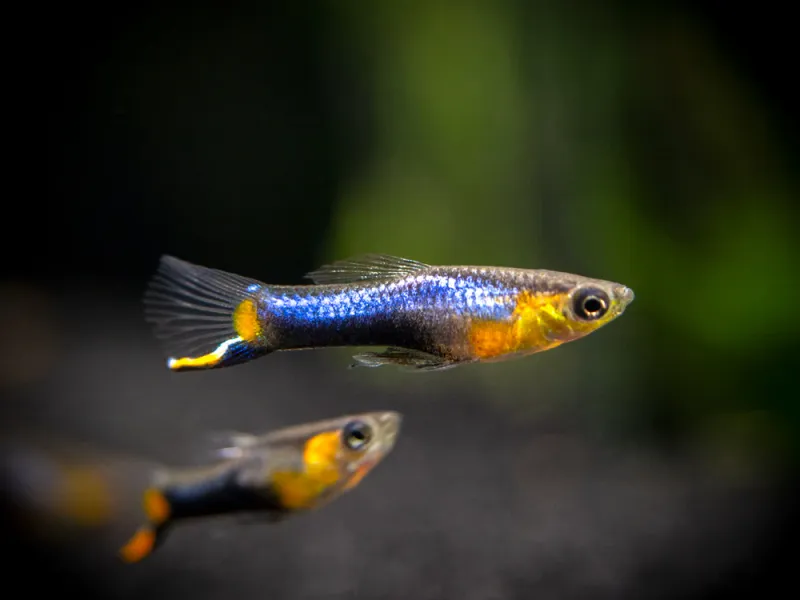 Blue Star Guppy Tank Bred