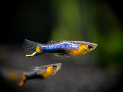 Blue Star Guppy