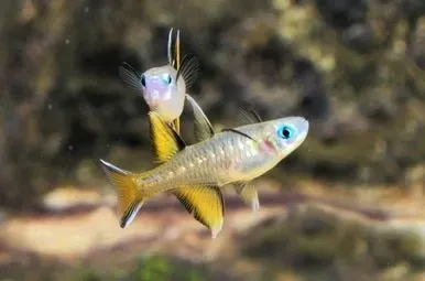 Pacific Signifier Blue Eye Rainbowfish