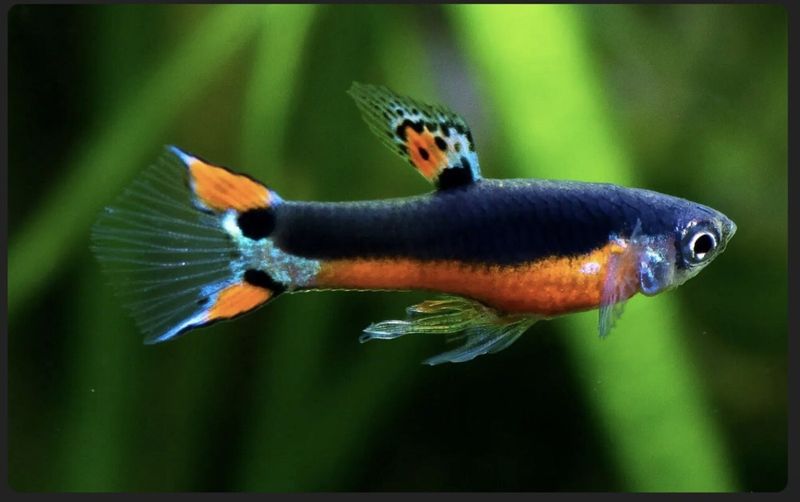 Santa Maria Guppy Tank Bred