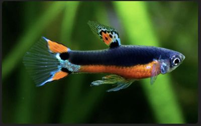 Santa Maria Guppy