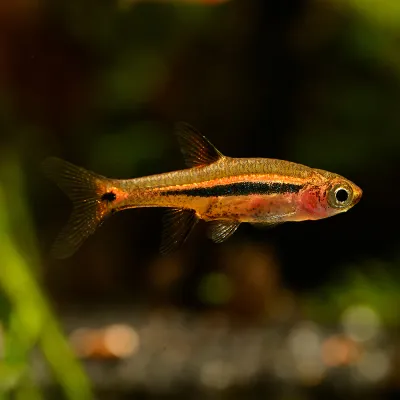 Exclamation Point Rasbora