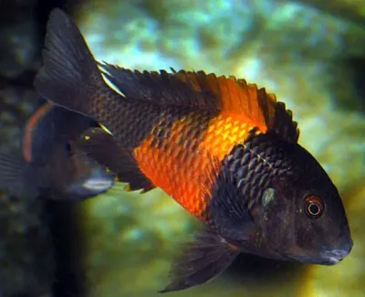 Red Band Moorii &quot;Bemba&quot; Cichlid 2&quot;