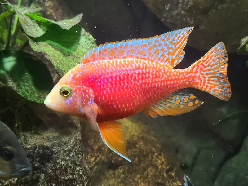 Golden Pink Peacock Cichlid 3&quot;
