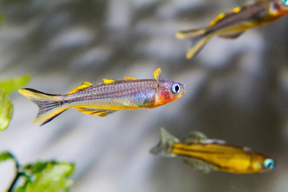 Furcata Rainbowfish