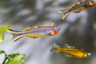 Furcata Rainbowfish