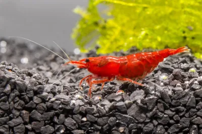 Fire Red Shrimp