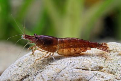 Chocolate Shrimp
