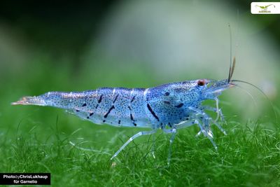 Blue Aura Shrimp