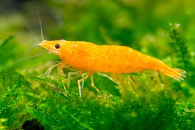 Sunkist Shrimp