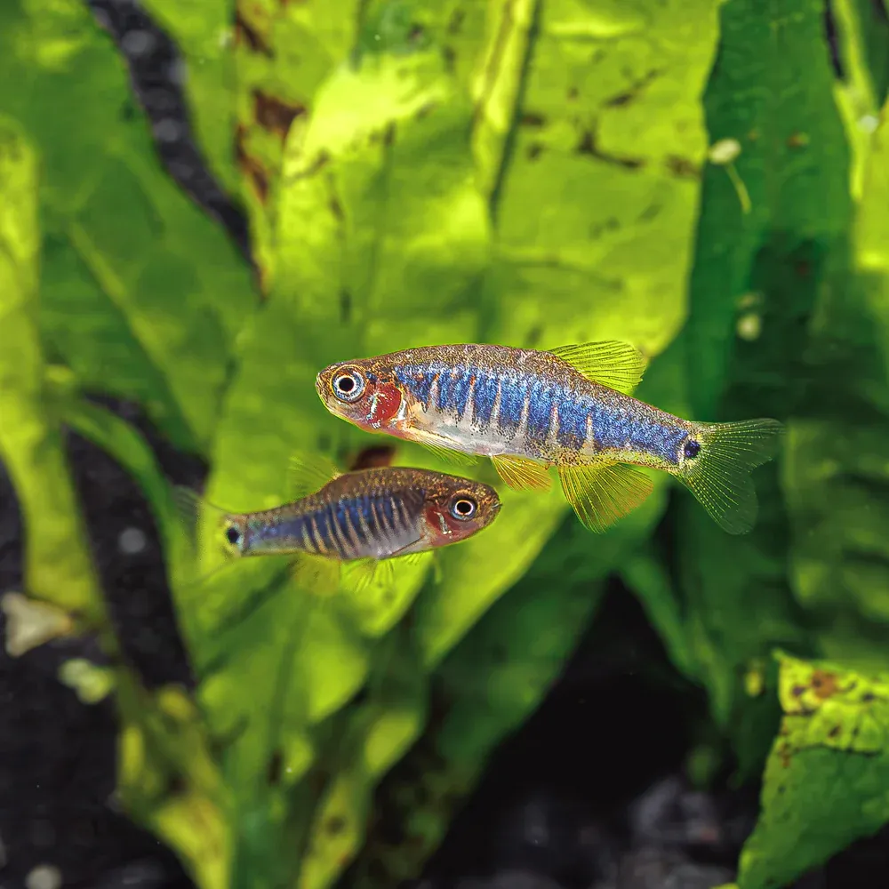 Emerald Rasbora