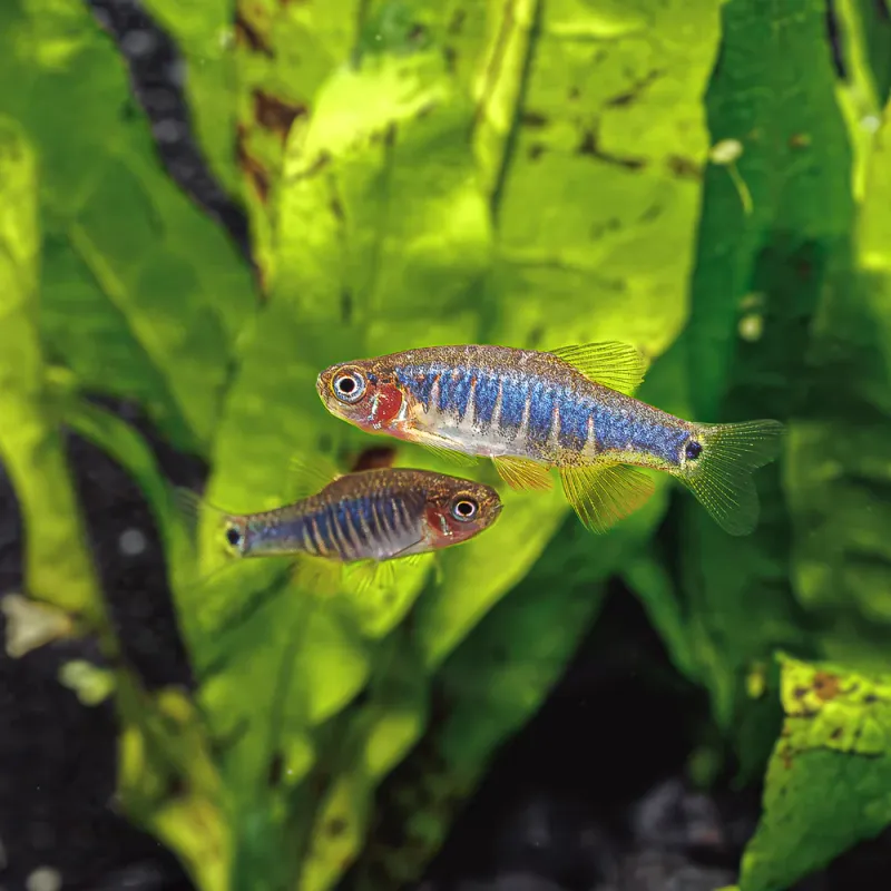 Emerald Dwarf Rasbora “Danio erythromicron”
