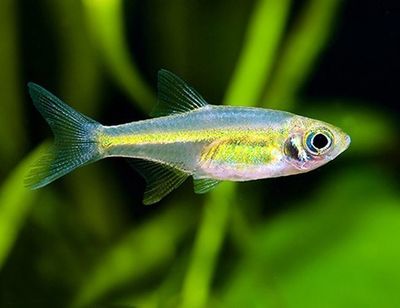 Neon Green Kubotai Rasbora