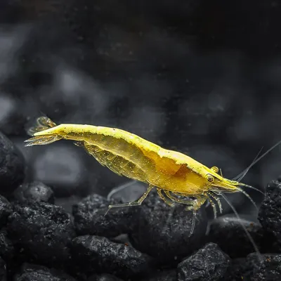 Yellow Goldenback Shrimp