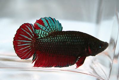Assorted Short Tail Betta (Fighter)