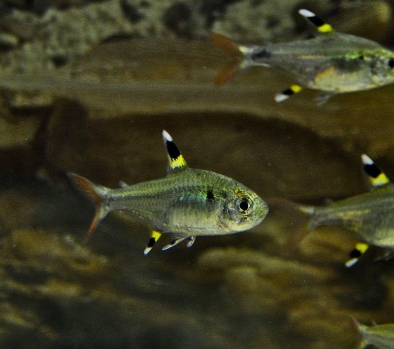 Green Pristella Tetra