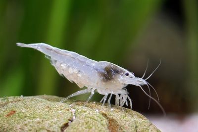 Snowball Shrimp