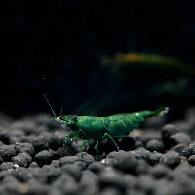 Green Jade Shrimp