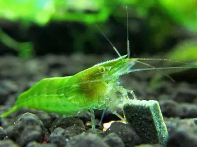 Neon Green Shrimp