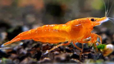 Shining Orange Shrimp