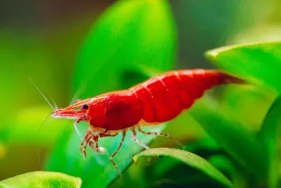 Red Cherry Shrimp