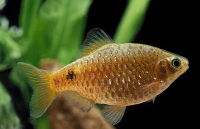 Red Fire Barb