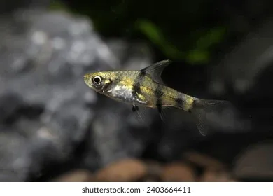 Golden Clown Barb