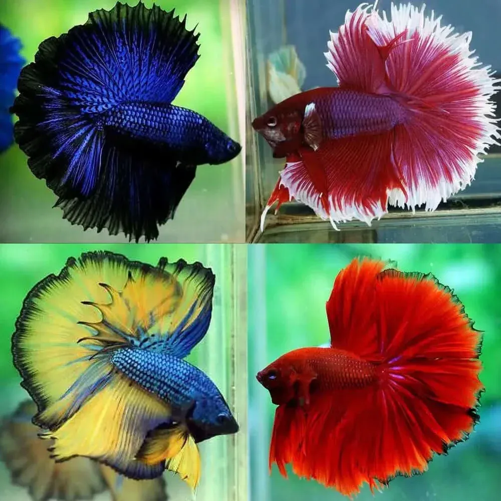 Assorted Halfmoon Betta