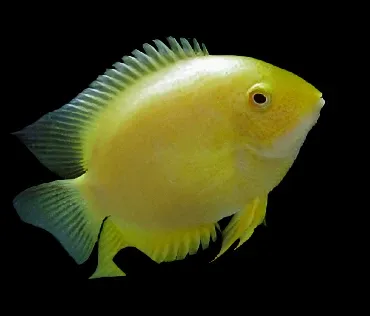 Gold Severum Cichlid