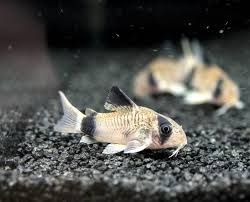 Panda Cory Catfish