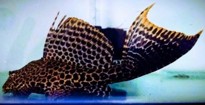 Asian Hifin Spotted Pleco