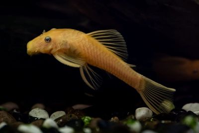 Golden Pleco 3-5&quot;