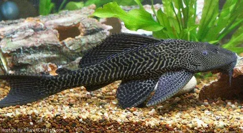 Plecostomus 4.5&quot;