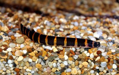 Giant Kuhli Loach