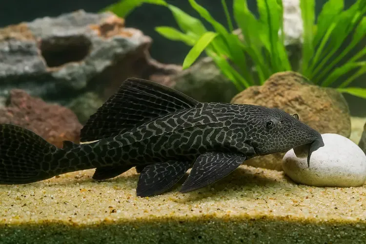 Plecostomus 3&quot;