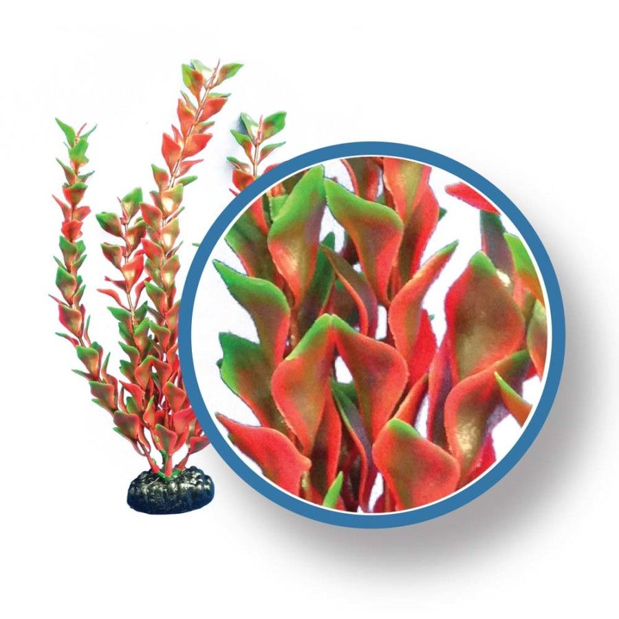 WECO Red Ludwigia 9"