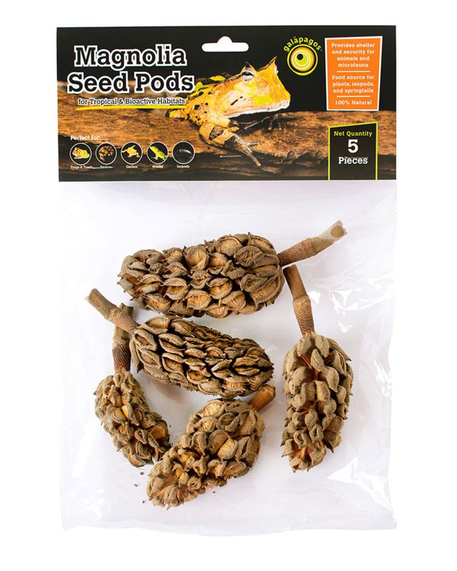 Galapagos Magnolia Seed Pods 5 PK
