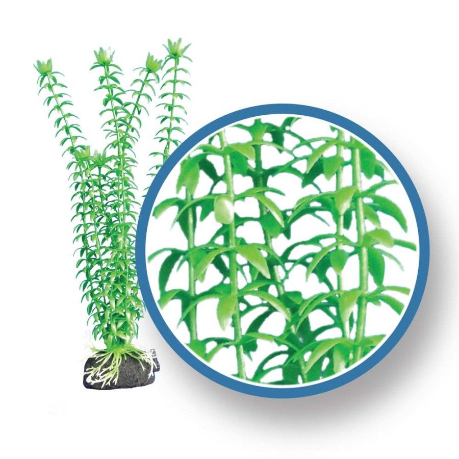 WECO Tonina Plant 12&quot;