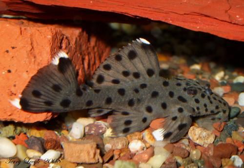 Sultan Pleco L264