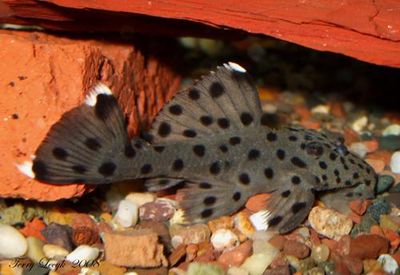 Sultan Pleco L264