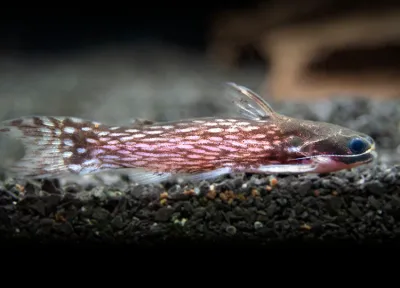 Milky Way Wood Catfish (Tatia galaxias) 3&quot;