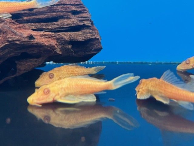 Golden Pleco 3.5-5&quot;