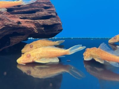 Golden Pleco 3.5-5&quot;