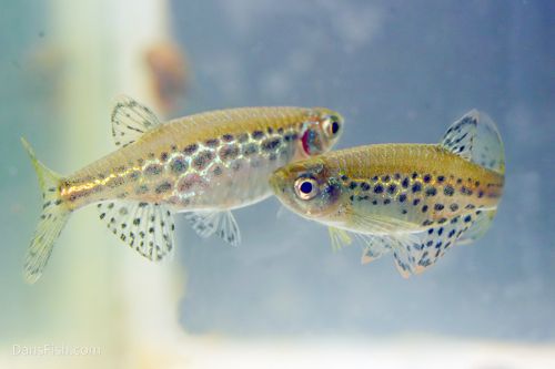 Gold Ring Danio (Tinwini Danio)