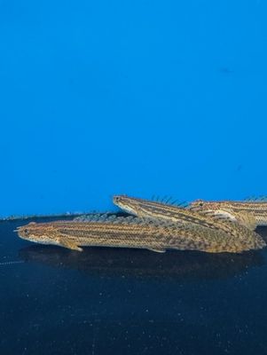 Lapradei Bichir 4&quot;+