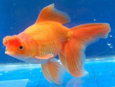 Red Pom Pom Goldfish