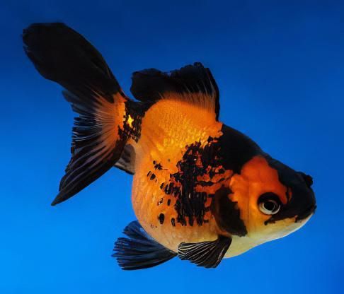 Red &amp; Black Crown Pearlscale Goldfish 2"