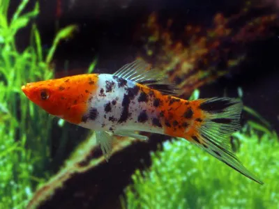 Tricolor Swordtail