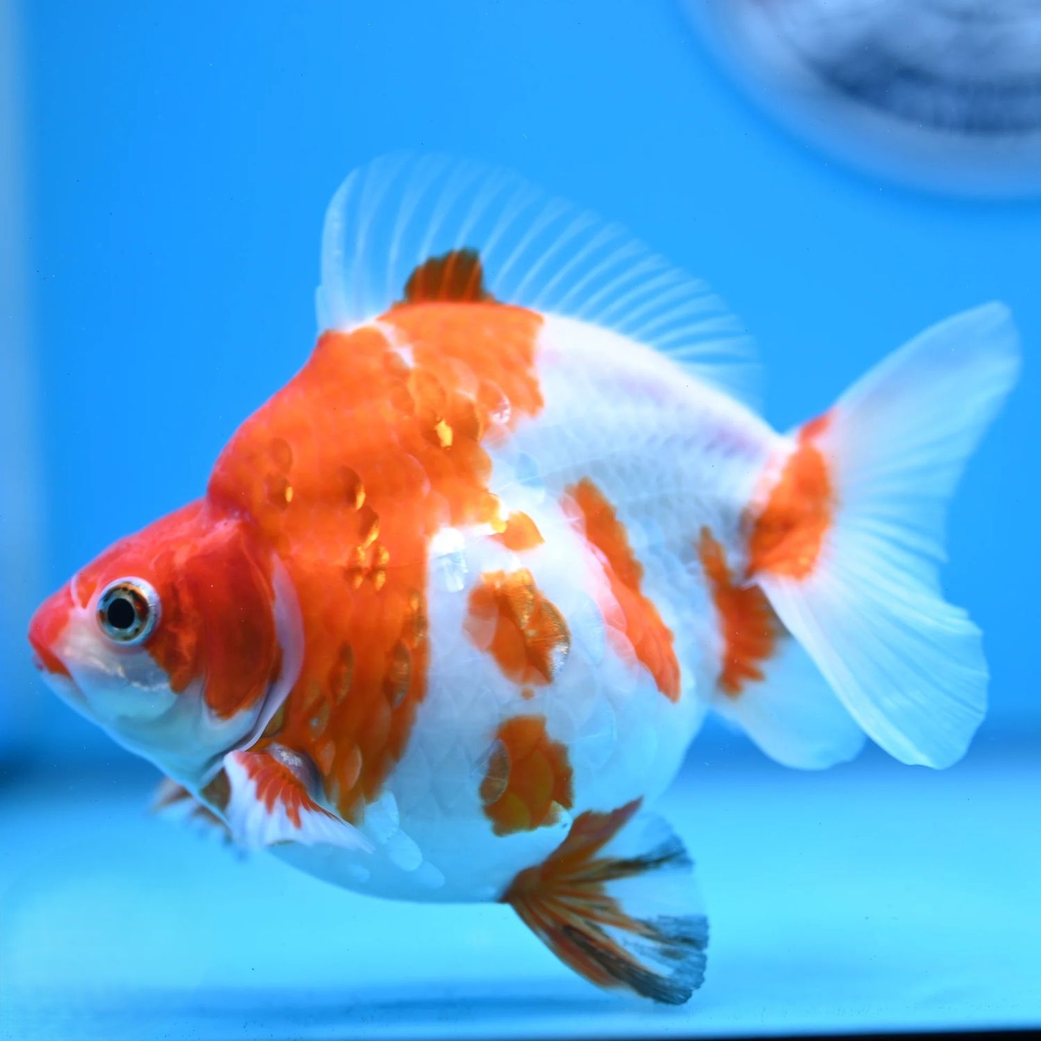 Sakura Short Tail Ryukin Large